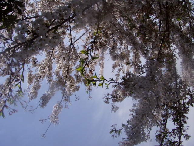P1010159.JPG