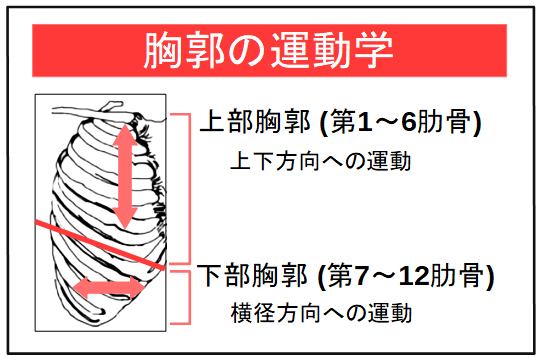 胸郭の運動学.PNG
