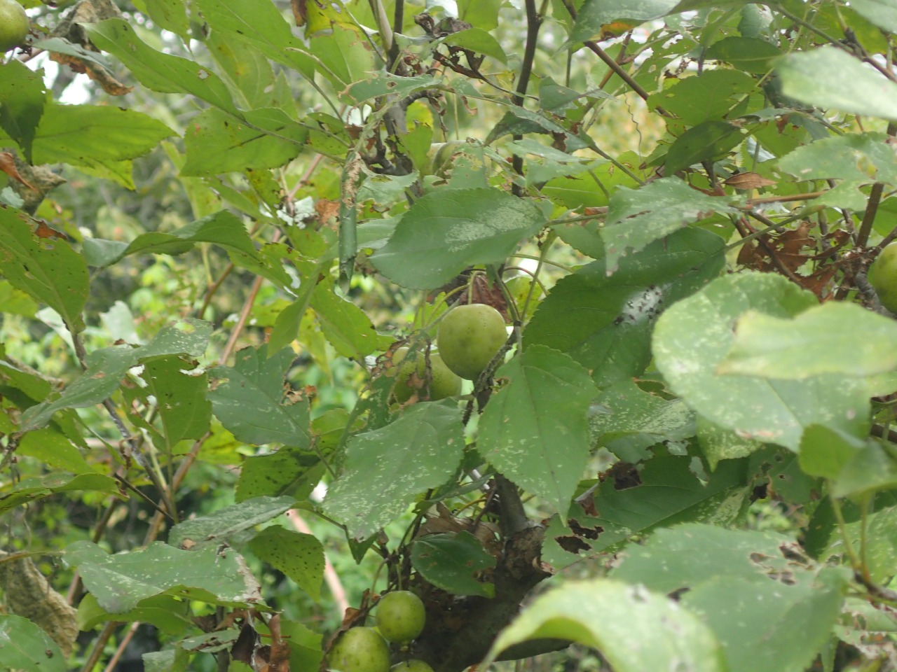 PA120094.JPG