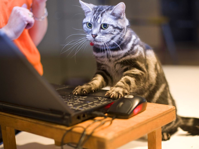Cat-Gamer-640x480.jpg