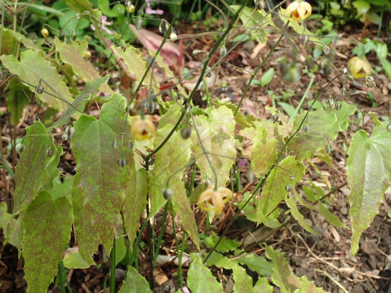 P4051003.JPG