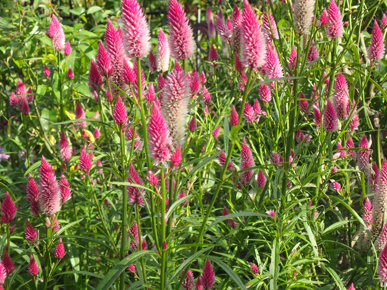 PB170053.JPG