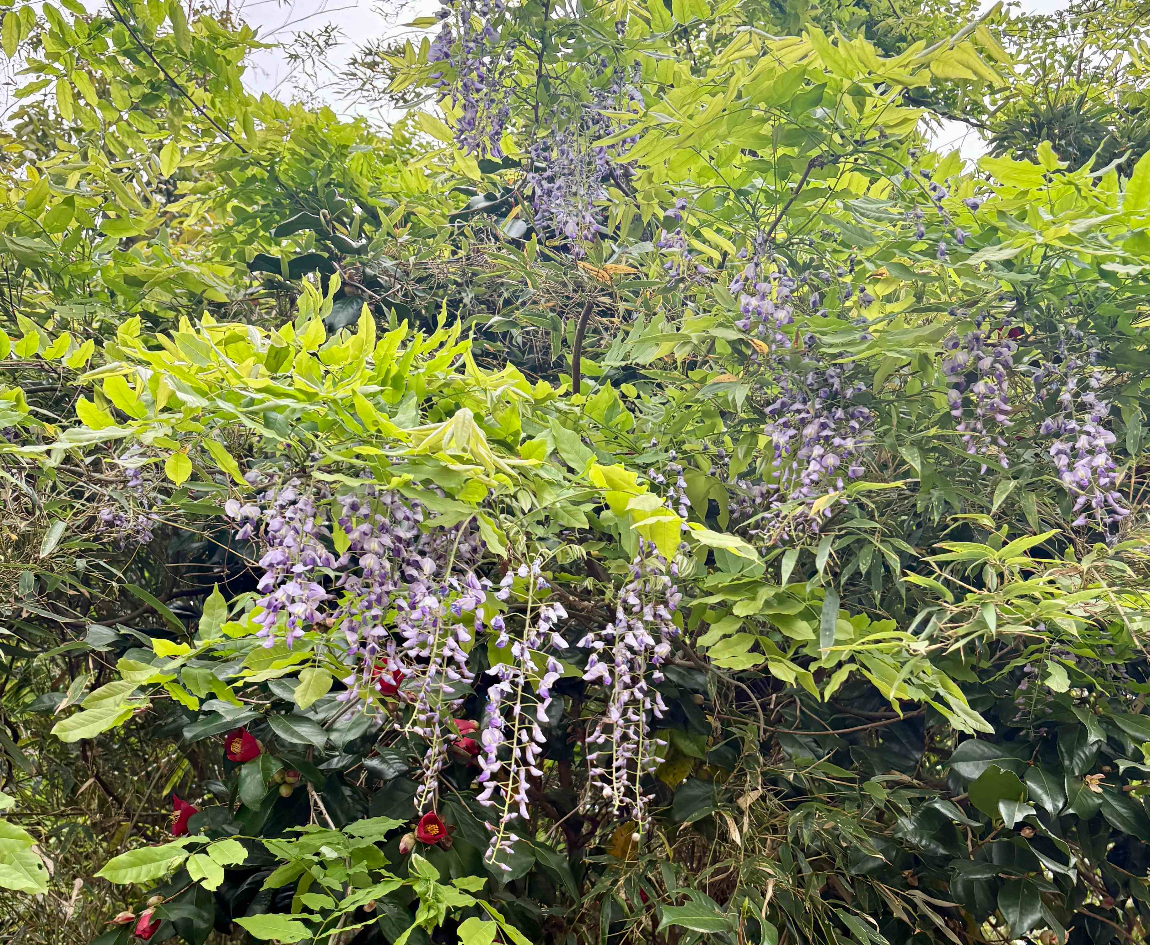 藤の花.jpeg