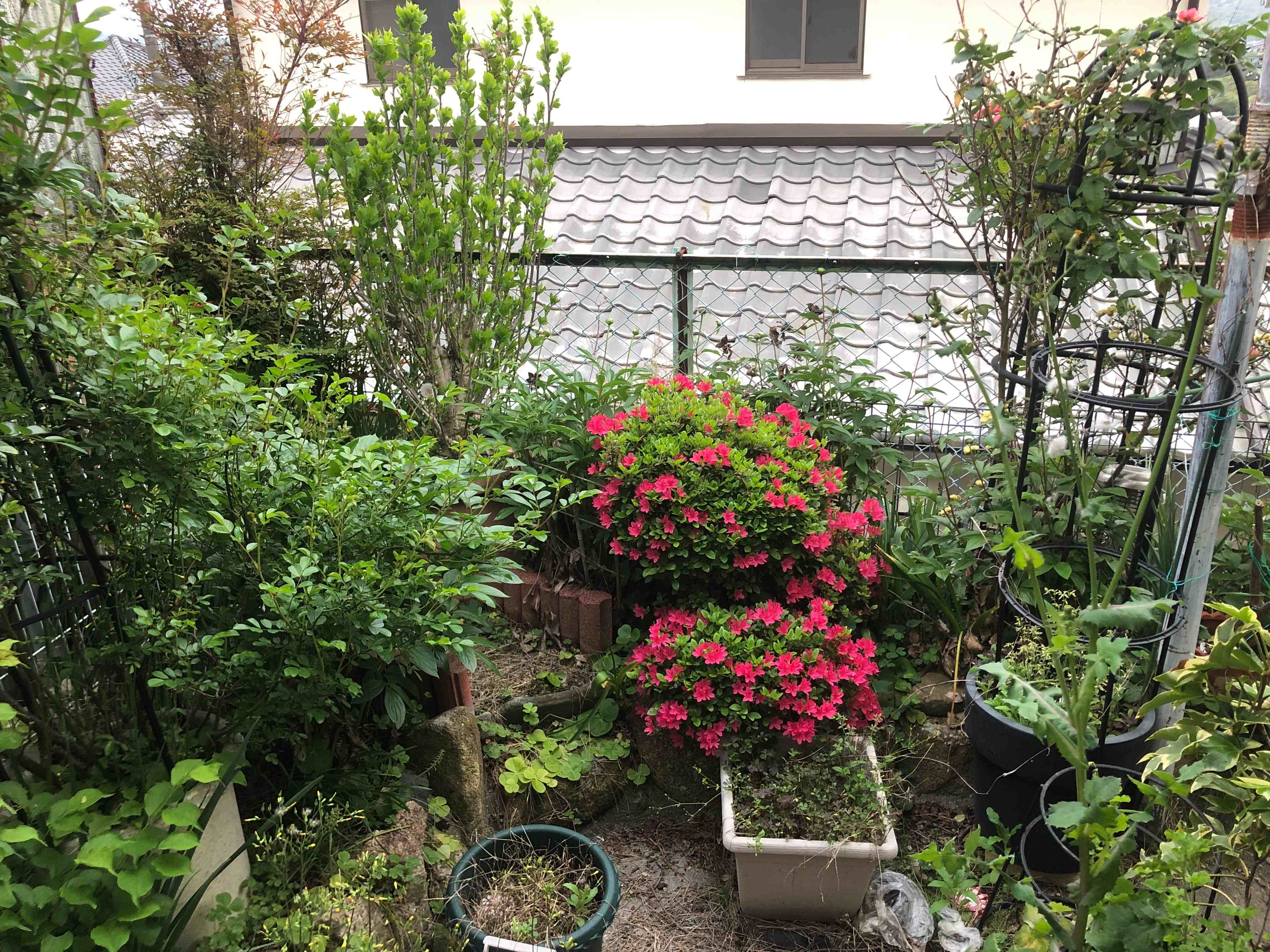 2026.4.19 flower again-02.jpg