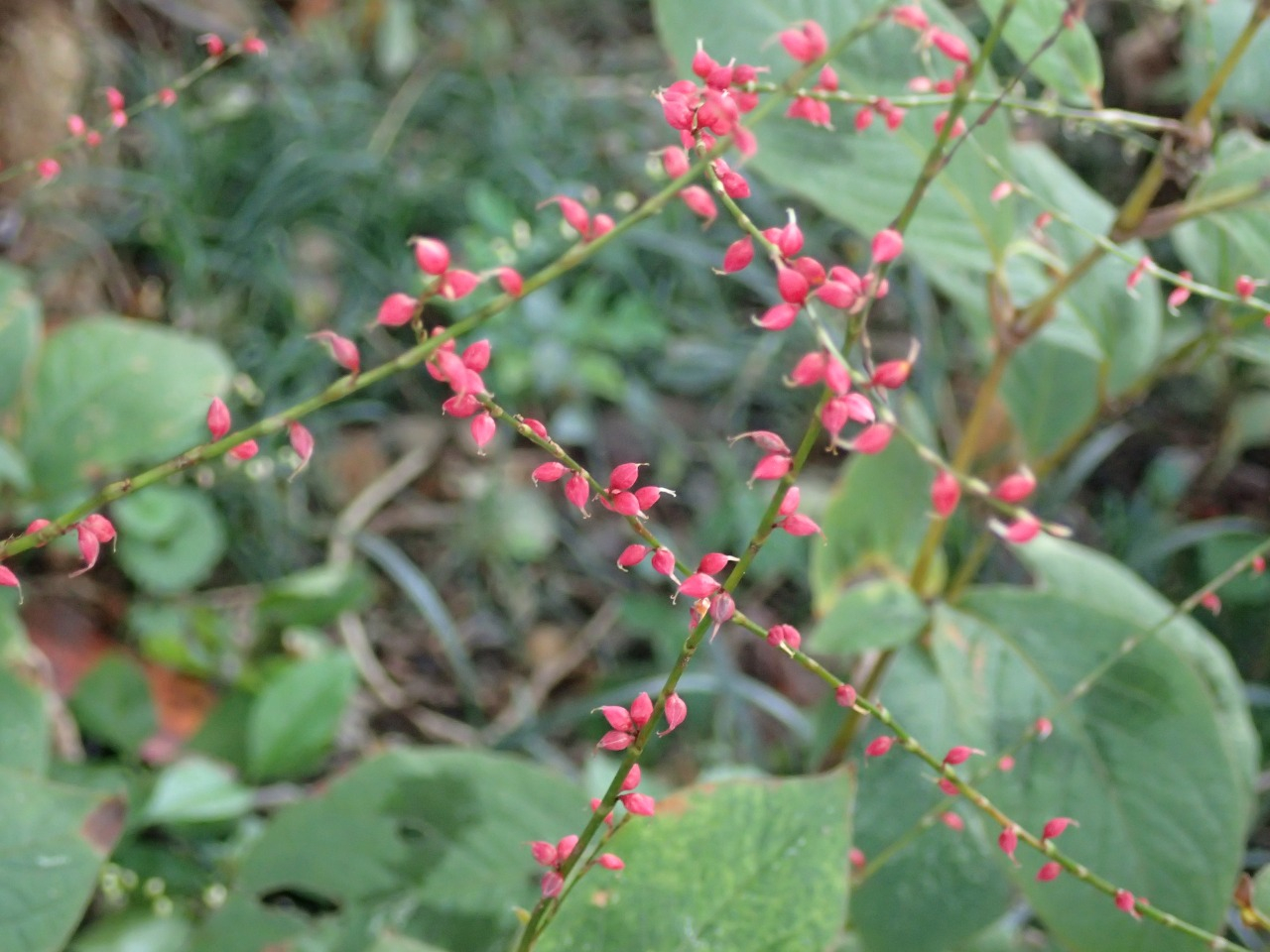 PB010816.JPG