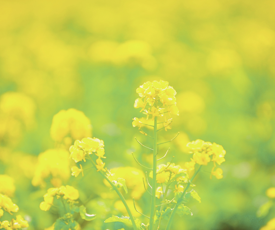 名称未設定のデザイン - 2024-03-03T013429.895.png