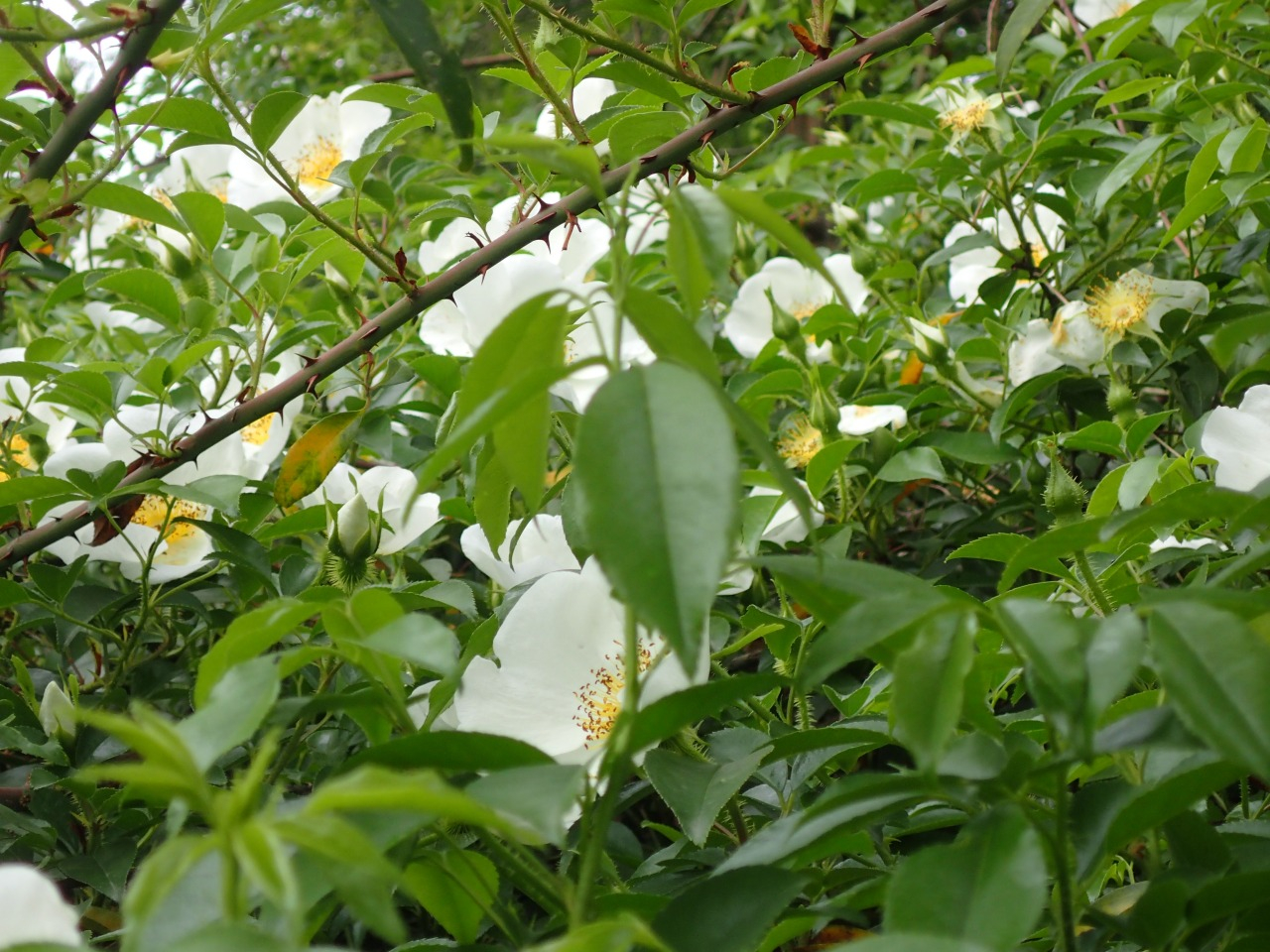 P4270295.JPG
