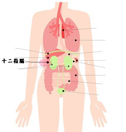 十二指腸.jpg