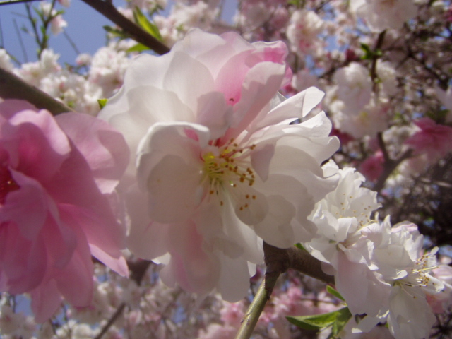 サトザクラ（「里桜」とはなんぞ？ と調べたら終わらない……）｜カルハ