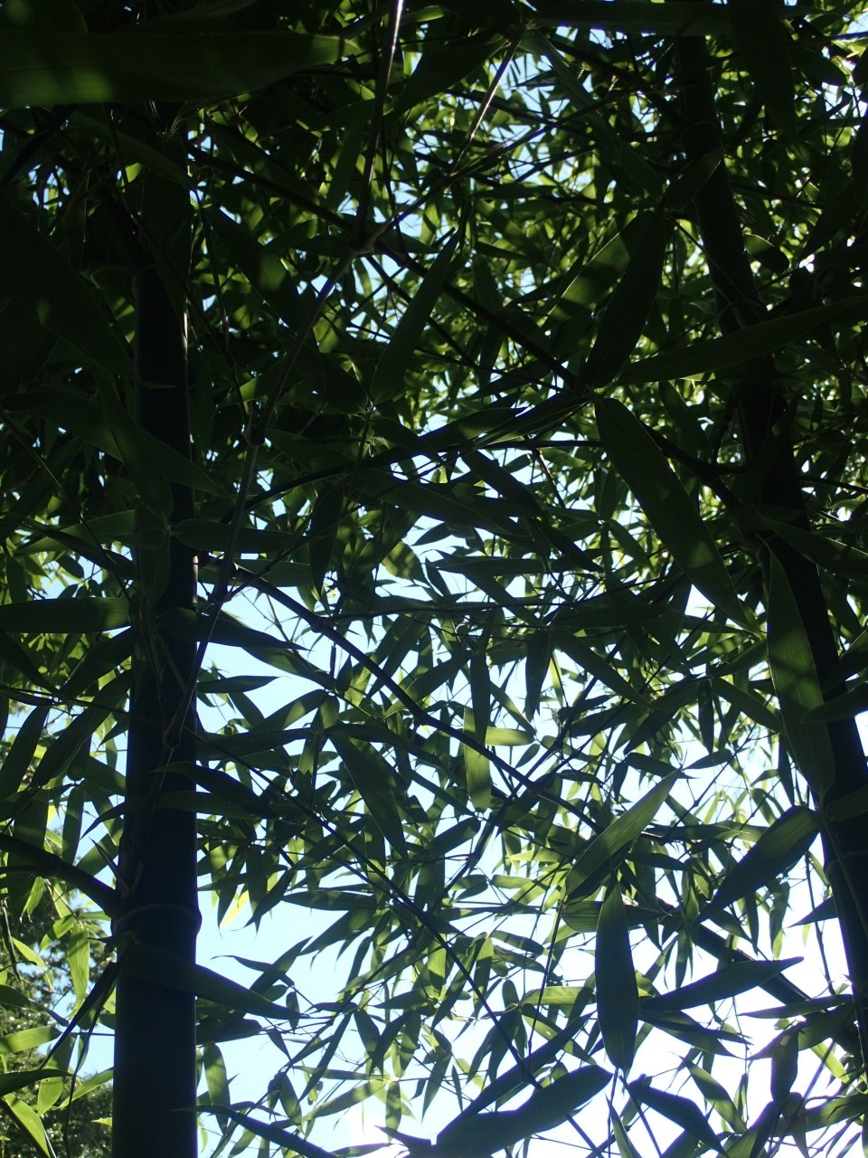 竹｜カルハ｜coconalaブログ