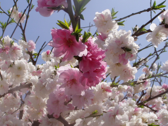 サトザクラ（「里桜」とはなんぞ？ と調べたら終わらない……）｜カルハ