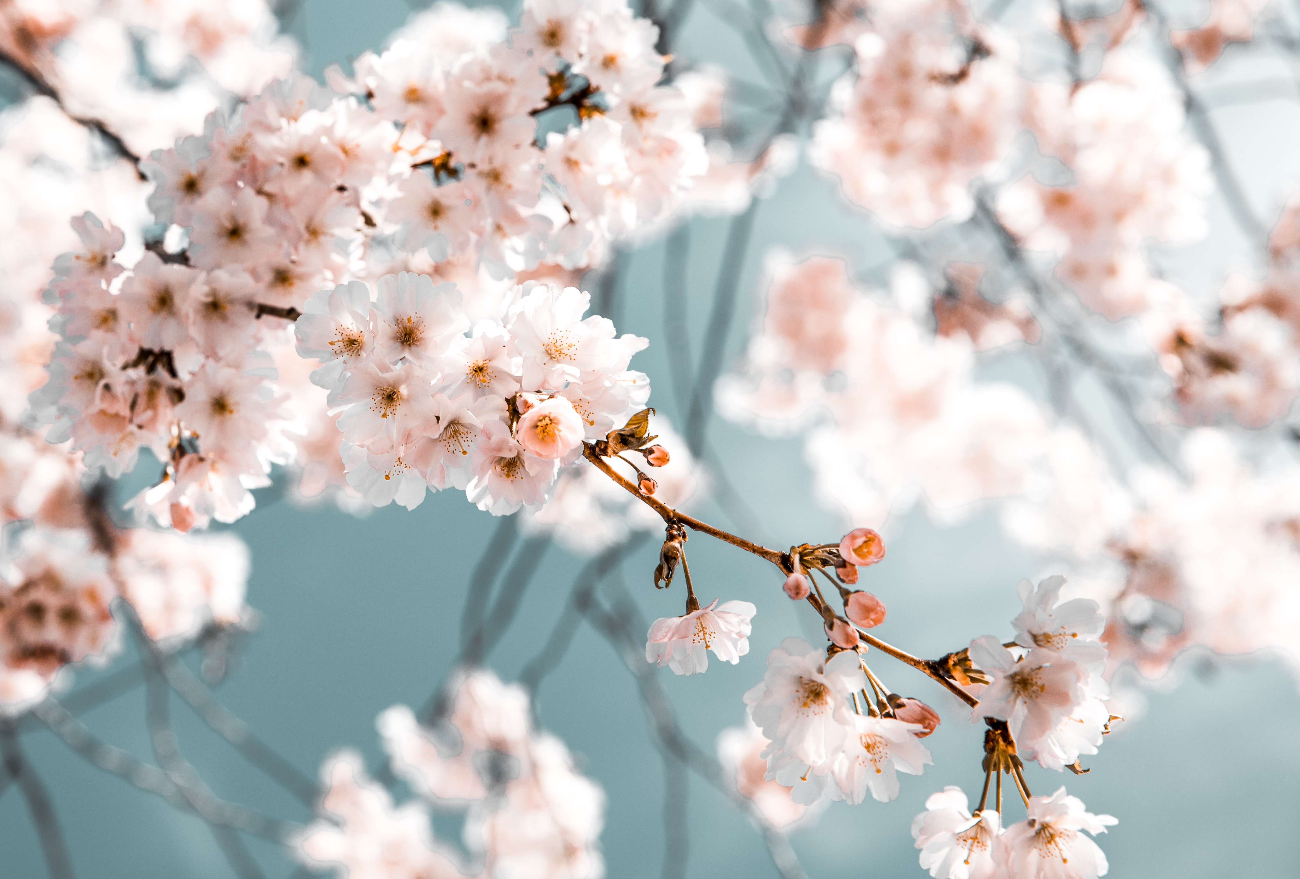 white-flowers-in-bloom-2101187.jpg