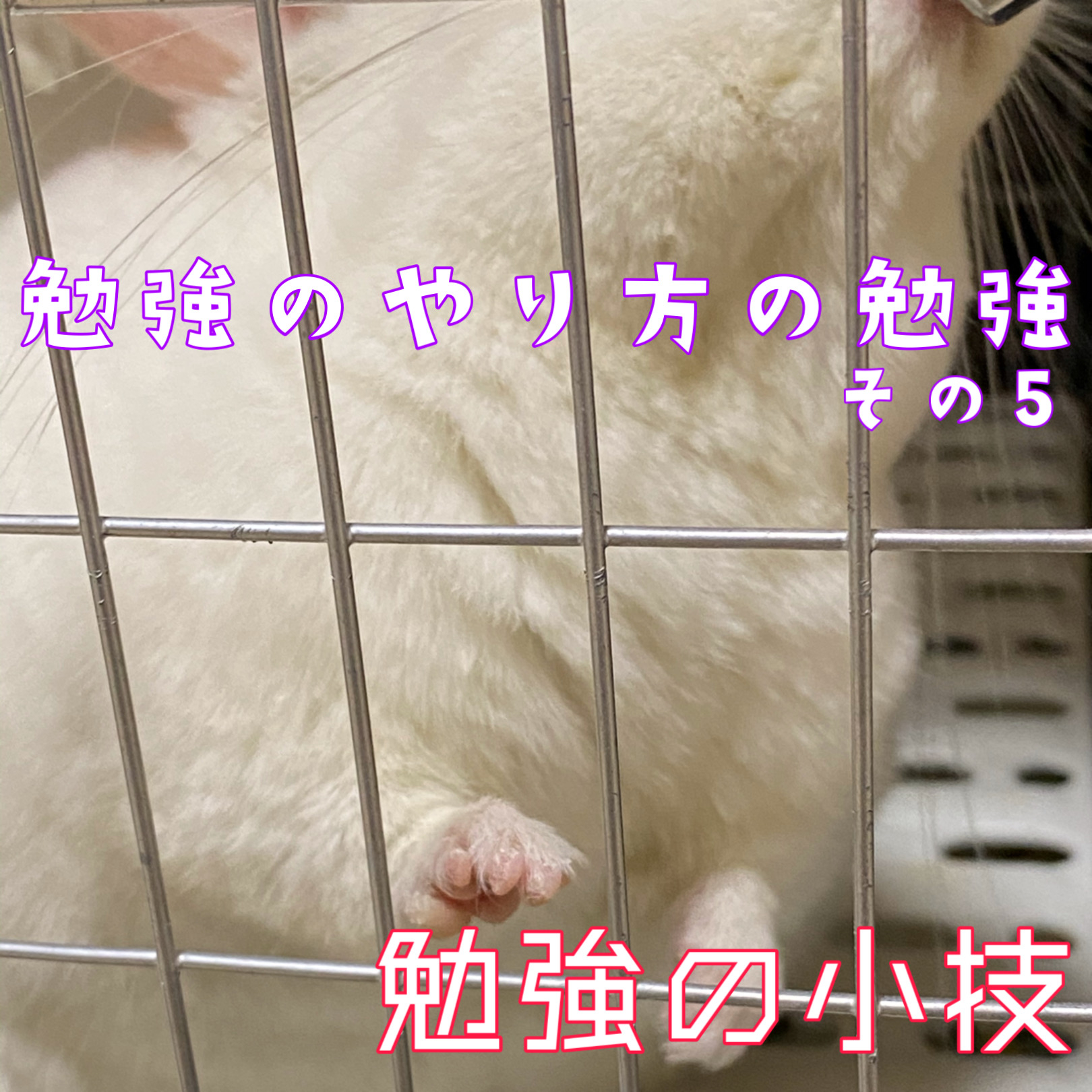 3D847945-FA0C-46D5-9478-16D51278B8EA.JPEG