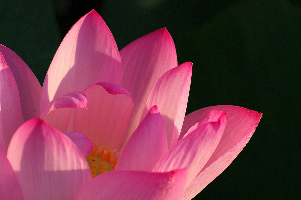 開運 、タロット、占い、霊感、スピリチュアルカウンセリング、口コミ、当たる占い師、尾本広美  (88).jpg