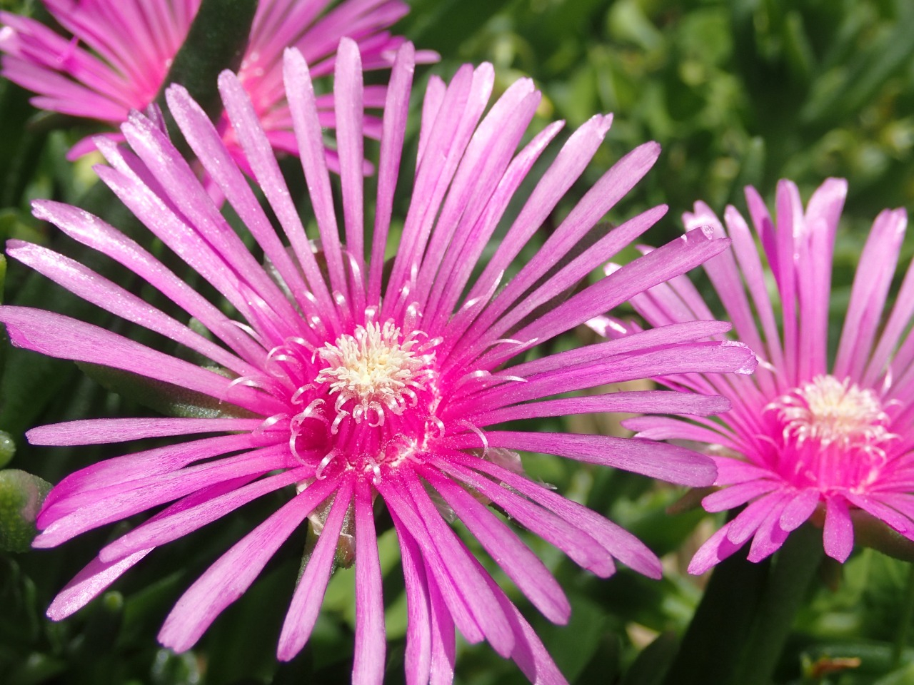マツバギク(松葉菊)と言うそうです。見かけるのはよく見かけるのですが