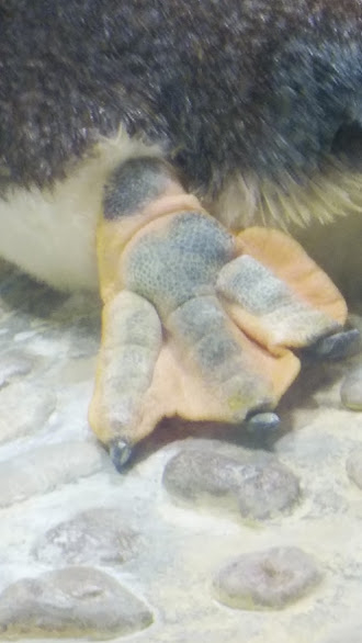 ペンギンの足.jpg