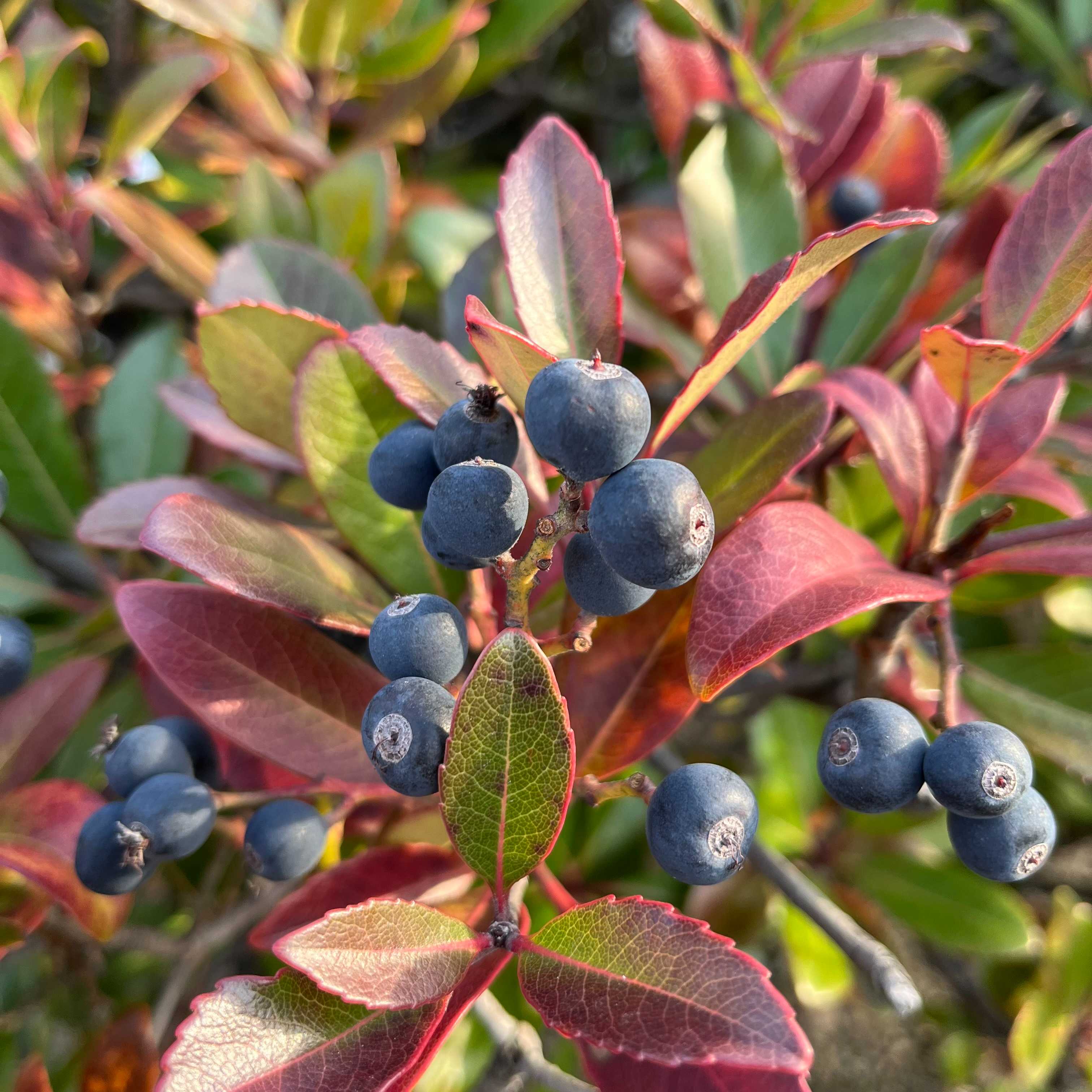 厳しい残暑にも強い！健気なシャリンバイ｜くーみん☘️フラワークリエーター｜coconalaブログ