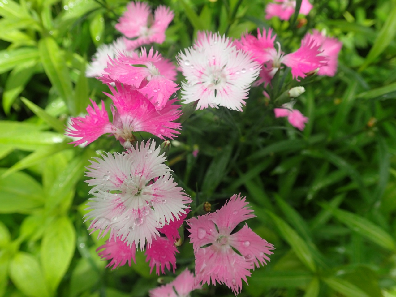 ナデシコ｜カルハ｜coconalaブログ