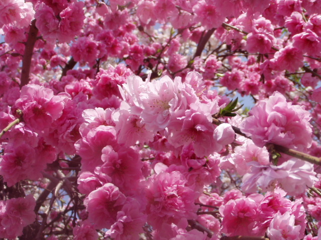 里桜 サトザクラ（「里桜」とはなんぞ？ と調べたら終わらない……）｜カルハ