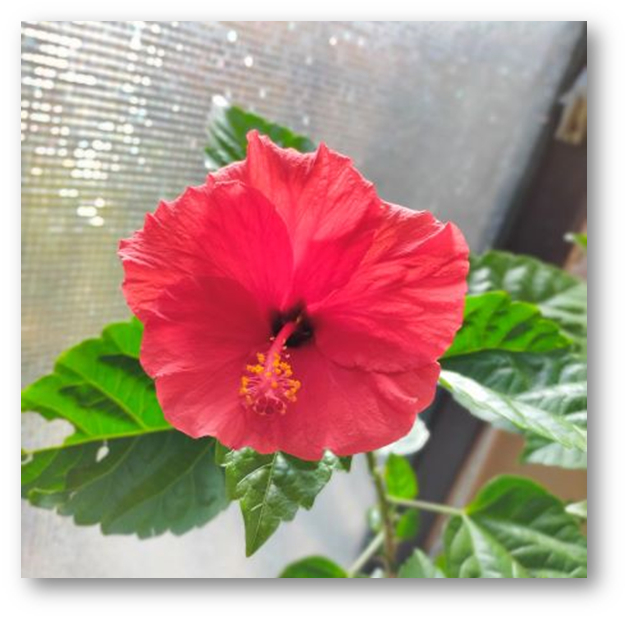 即日可 ハイビスカス 8の場合 人気グッズや最新グッズがいっぱい Portal Terrabrasilis Com Br