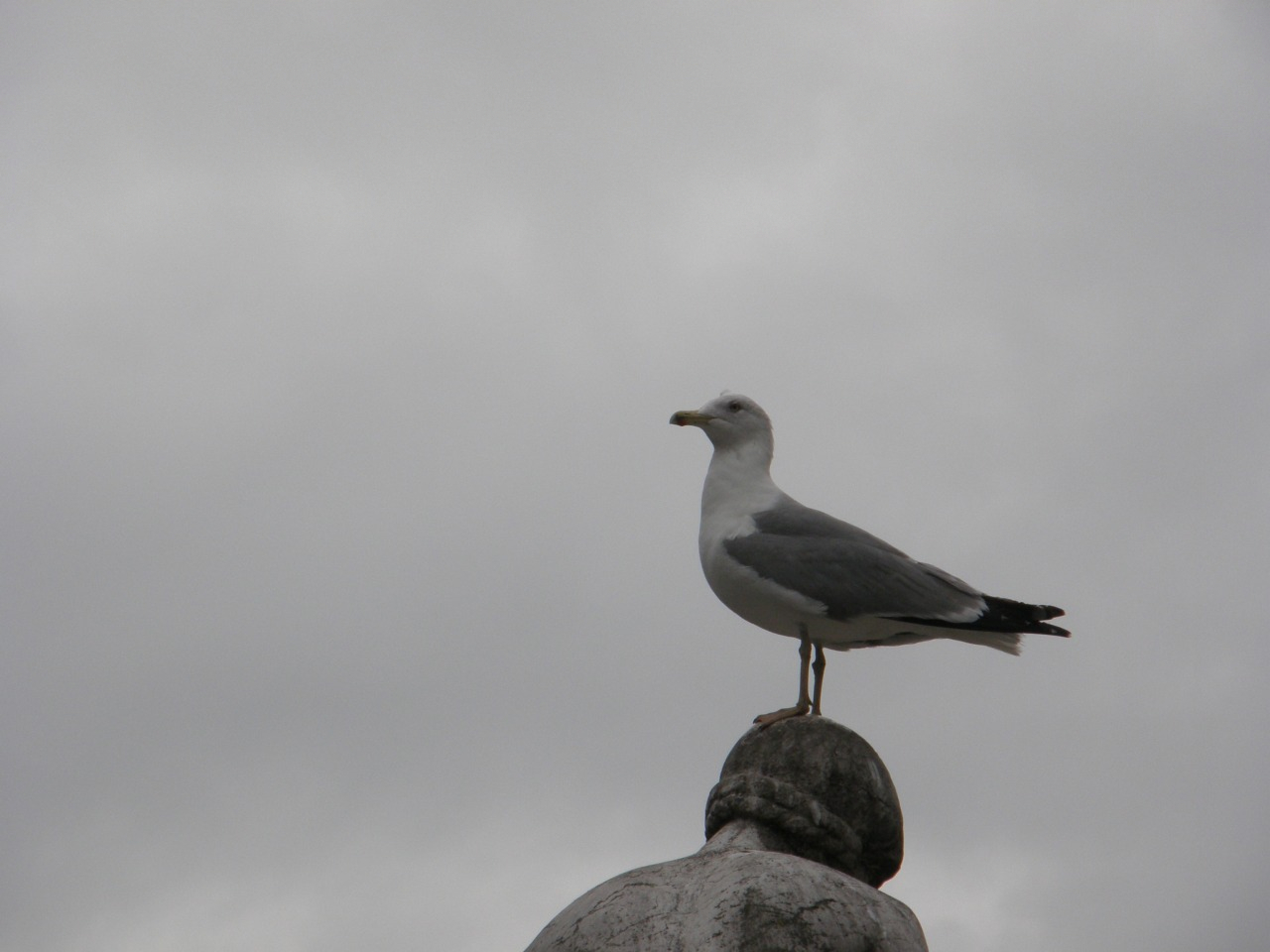 旅行中の鳥が写っている写真｜カルハ｜coconalaブログ