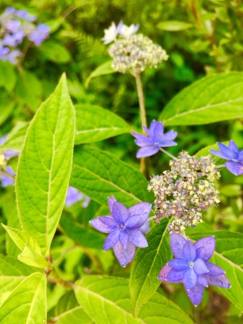 浄瑠璃寺紫陽花.jpg