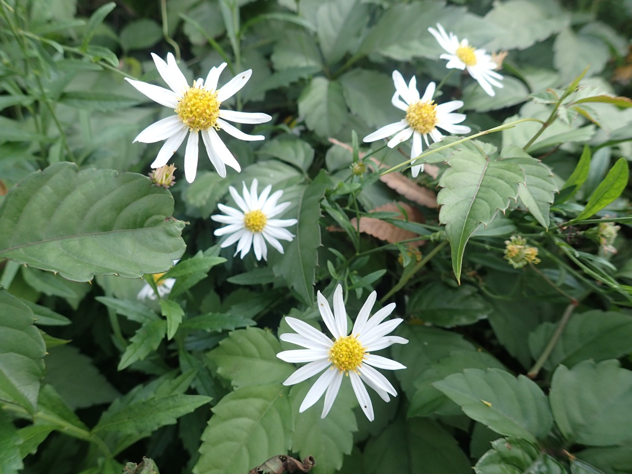 「野菊」かな？と【“野菊”は、野生の植物でキクに見えるもののこと】らしいです。｜カルハ｜coconalaブログ