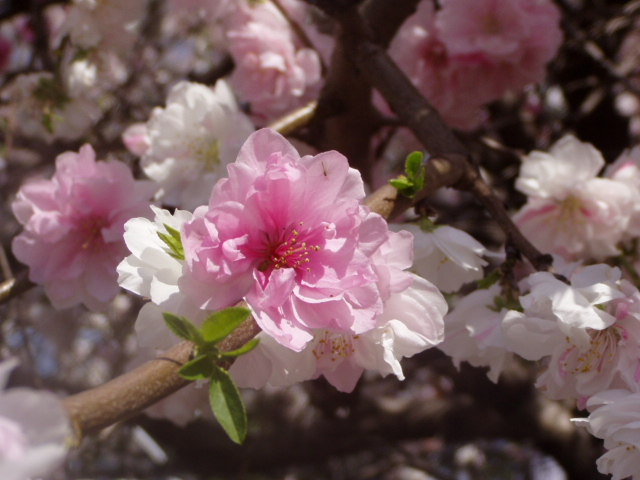 里桜 sakura 深リム 4本セット 桜18インチ 9.5J GTRサイズ 9.5J×