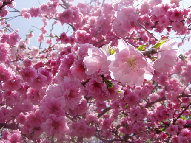 サトザクラ（「里桜」とはなんぞ？ と調べたら終わらない……）｜カルハ