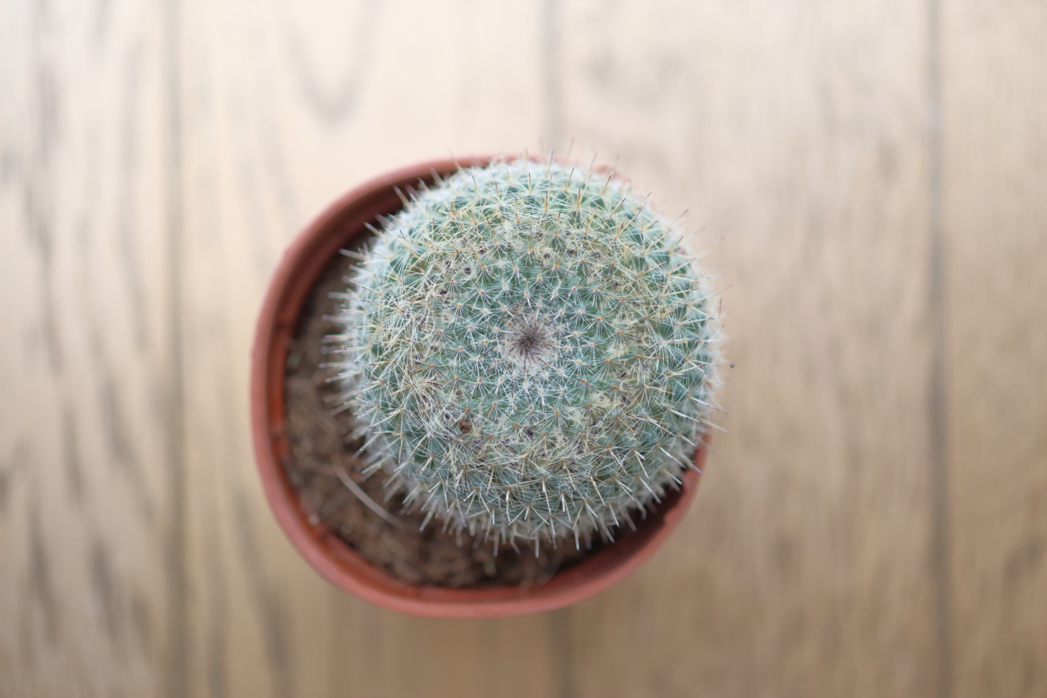 サボテンです(´◡` )♩ 多肉植物 サボテン (NHK趣味の園芸 12か月栽培ナビNEO) | 山城 智洋