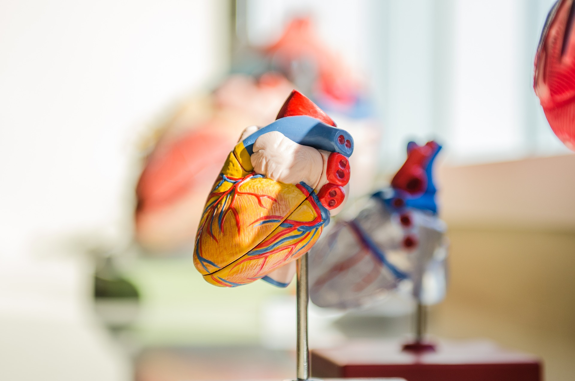 heart-2607178_1920.jpg