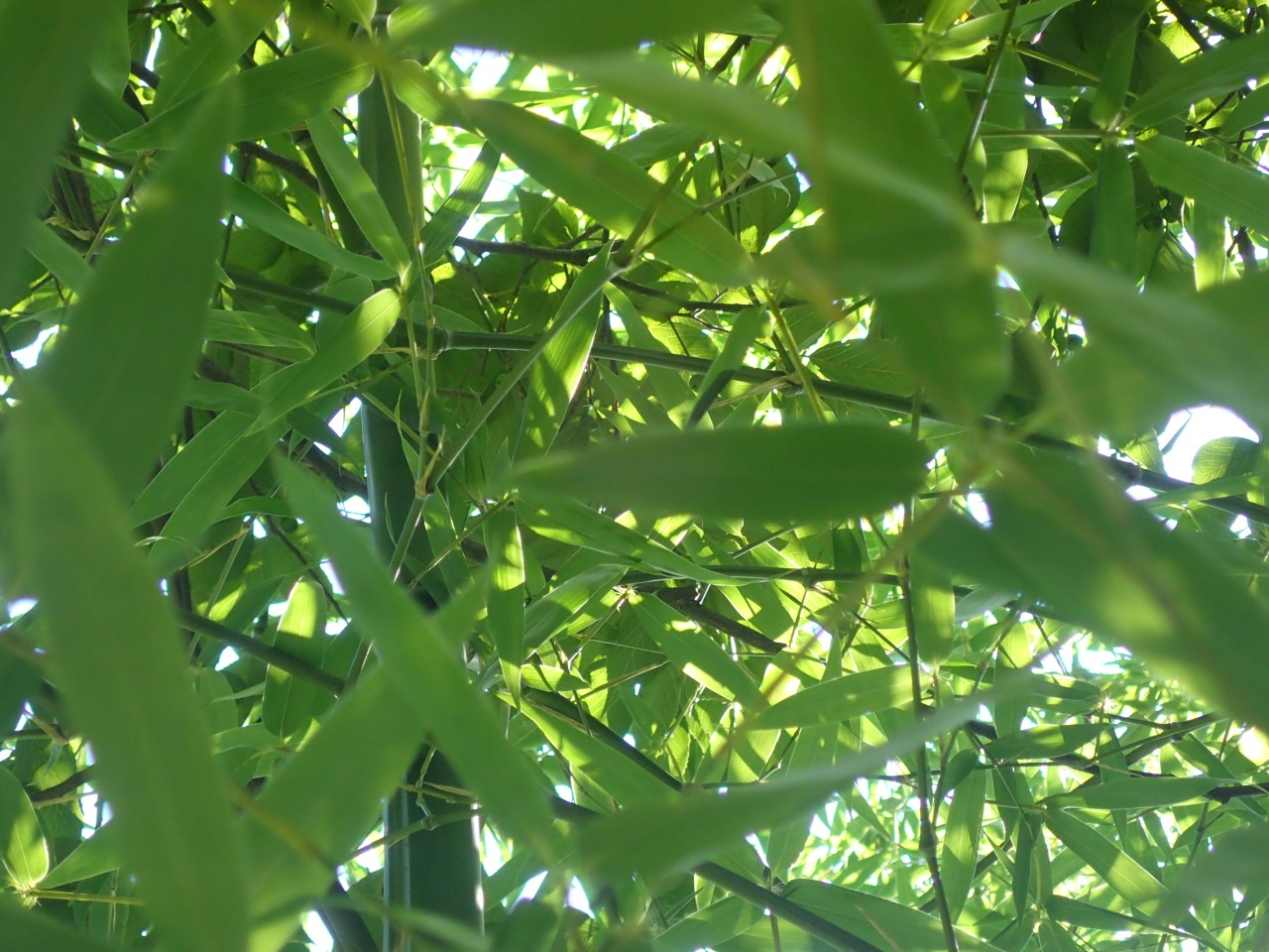 竹｜カルハ｜coconalaブログ