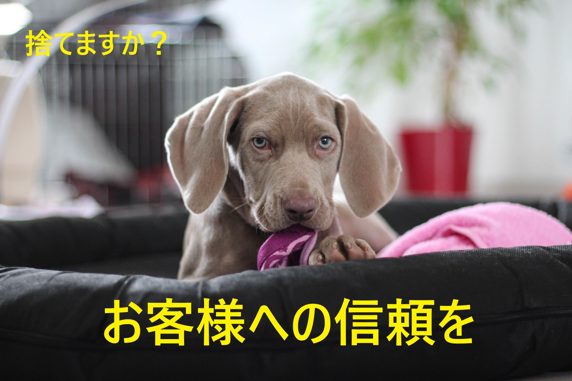 weimaraner-1381187_1920.jpg