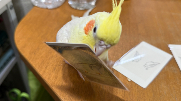 カバー画像