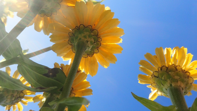 百日草（春にまいて夏を越して小ぶりにはなりましたが花はまだ咲いています）