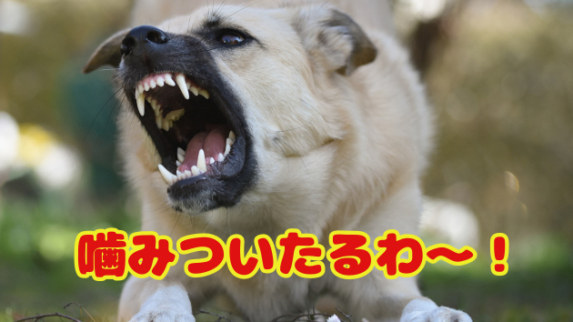 カバー画像
