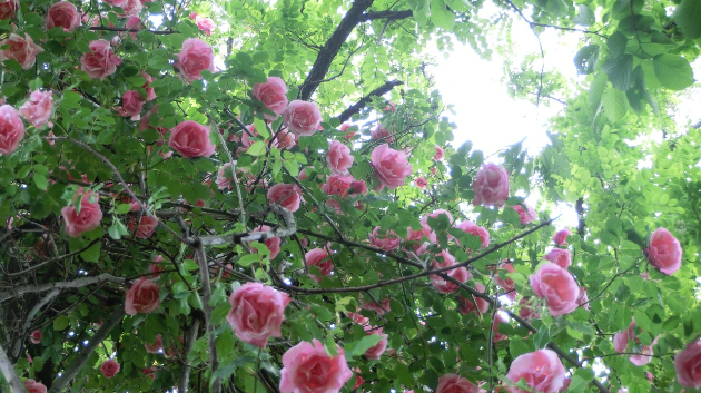 薔薇 1/2