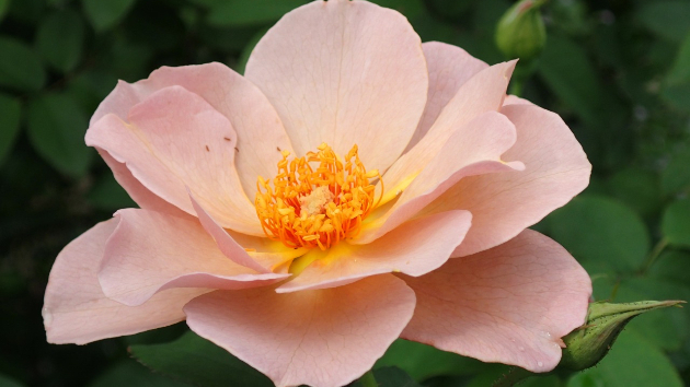 薔薇...薄いピンク