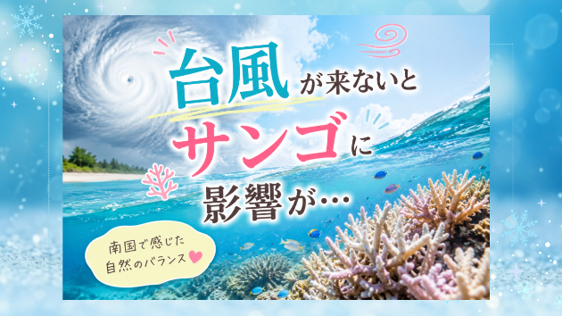 ♡台風が来ないとサンゴに影響が…♡