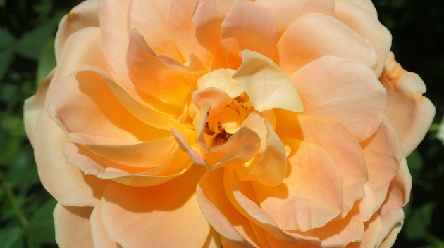薔薇…オレンジ