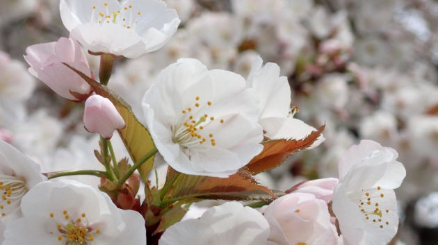 桜