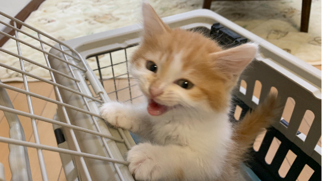 カバー画像
