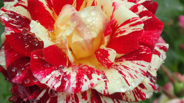 薔薇…絞り模様(ストライプ状に色が混ざる花色)と言うのがあるそうです。へぇーφ(ﾟ▽ﾟ*)ﾒﾓﾒﾓ(*ﾟ▽ﾟ)ﾉ□ﾍﾟﾀｯ"