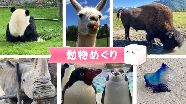 1000件記念🫶🏻🌸【動物めぐり動画】🦙✨