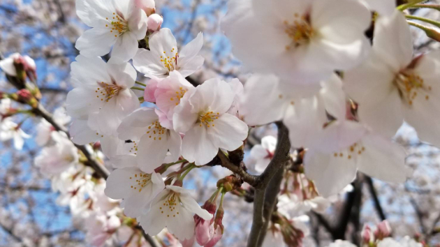 ●桜と春のエネルギー