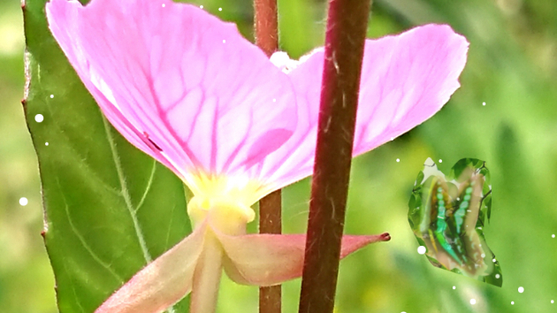 太陽光に一生懸命輝く花