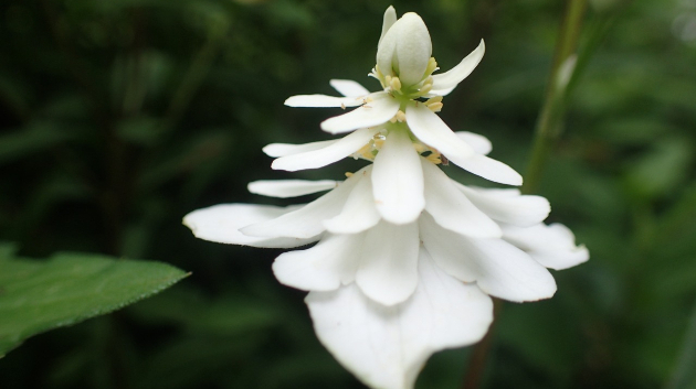 ドクダミの花は黄色い部分にあたるらしいです。花びらのように見える白い「総苞(そうほう)」は多くが4枚だが「八重咲き」のように見えるドクダミもあるそうです。