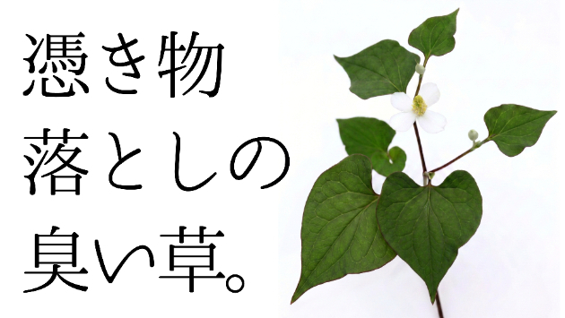 憑き物落としの臭い草。