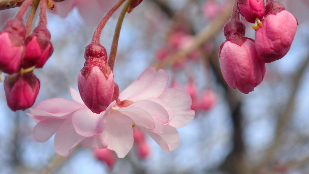 しだれ桜　1/2