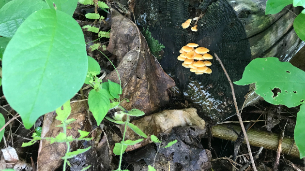 カバー画像